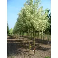 Acer negundo Flamingo, h= 180-200 cm