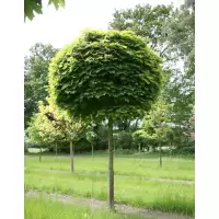 Acer platanoides Globosum (artar globular), h=~3m