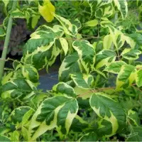 Acer negundo Aureomarginatum, h= 175-200 cm