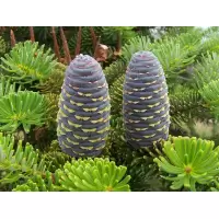 Abies koreana, H= 30-40 cm