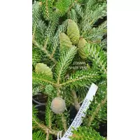Abies koreana „Silberlocke”, h=40-60 cm