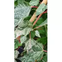 Acer conspicuum „Red Flamingo”, h= ~2 m