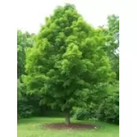 Acer platanoides Columnare, h= 4-5 m