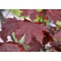 Acer Platanoides „Royal Red”, h= 2-3 m
