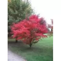Acer palmatum Atropurpureum, h= 40-60 cm